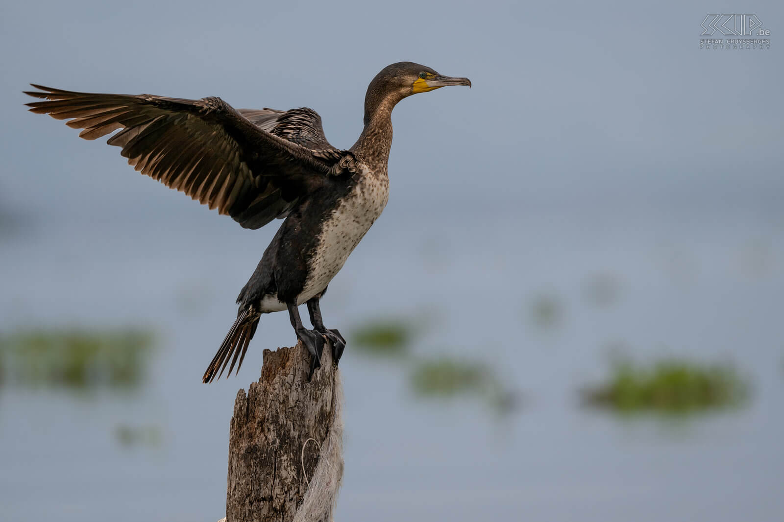 Lake Naivasha - Witborstaalscholver  Witborstaalscholver / White-breasted cormorant / Phalacrocorax lucidus Stefan Cruysberghs